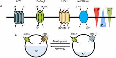 Reciprocal Regulation of KCC2 Trafficking and Synaptic Activity